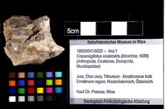 Foto (Objket + Etiketten) von Cracensigillatus acutirostris (Moericke, 1889) 